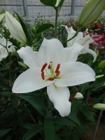 [5343 Snow Patrol 18 ST No02.JPG]